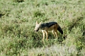 Black-backed Jackal